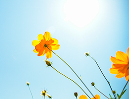 Orange wildflowers against a blue sky.