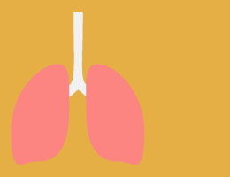  A pair of lungs